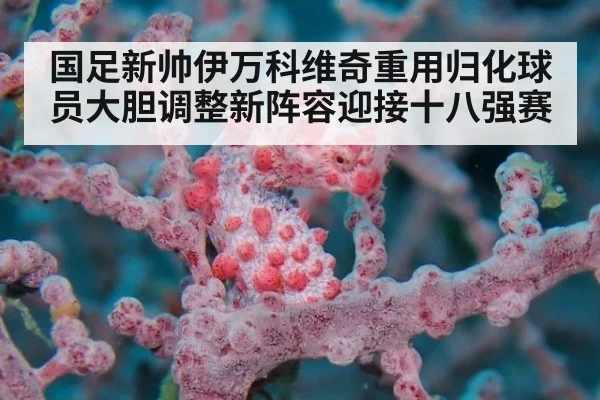 国足新帅伊万科维奇重用归化球员大胆调整新阵容迎接十八强赛